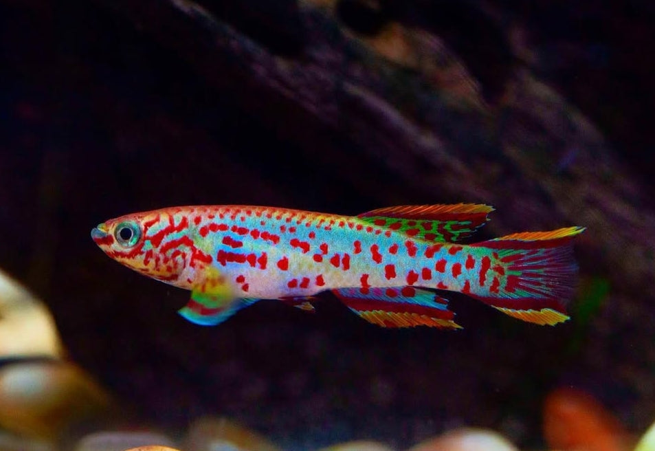 Gardners Prachtkärpfling – Fundulopanchax gardneri 🌈🐟