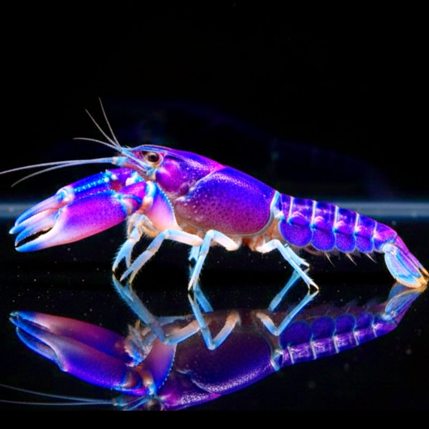 Cherax pulcher Blau-Rosa Krebs