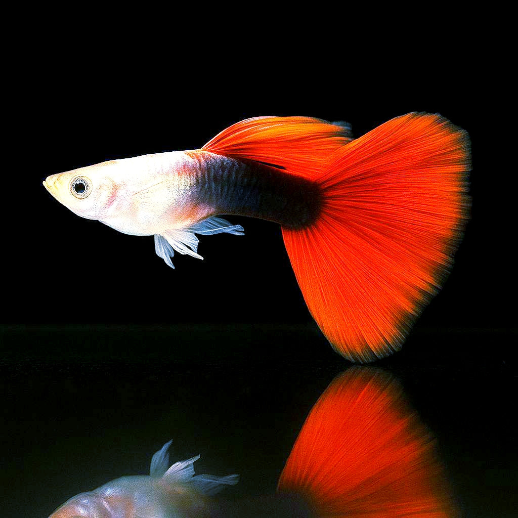 Hochzucht Guppy - Red Tuxedo