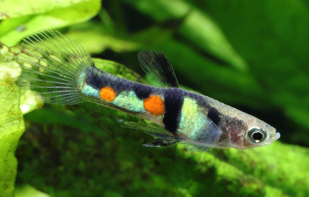Poecilia wingei „El Tigre“ – Wildform 🐠🌿