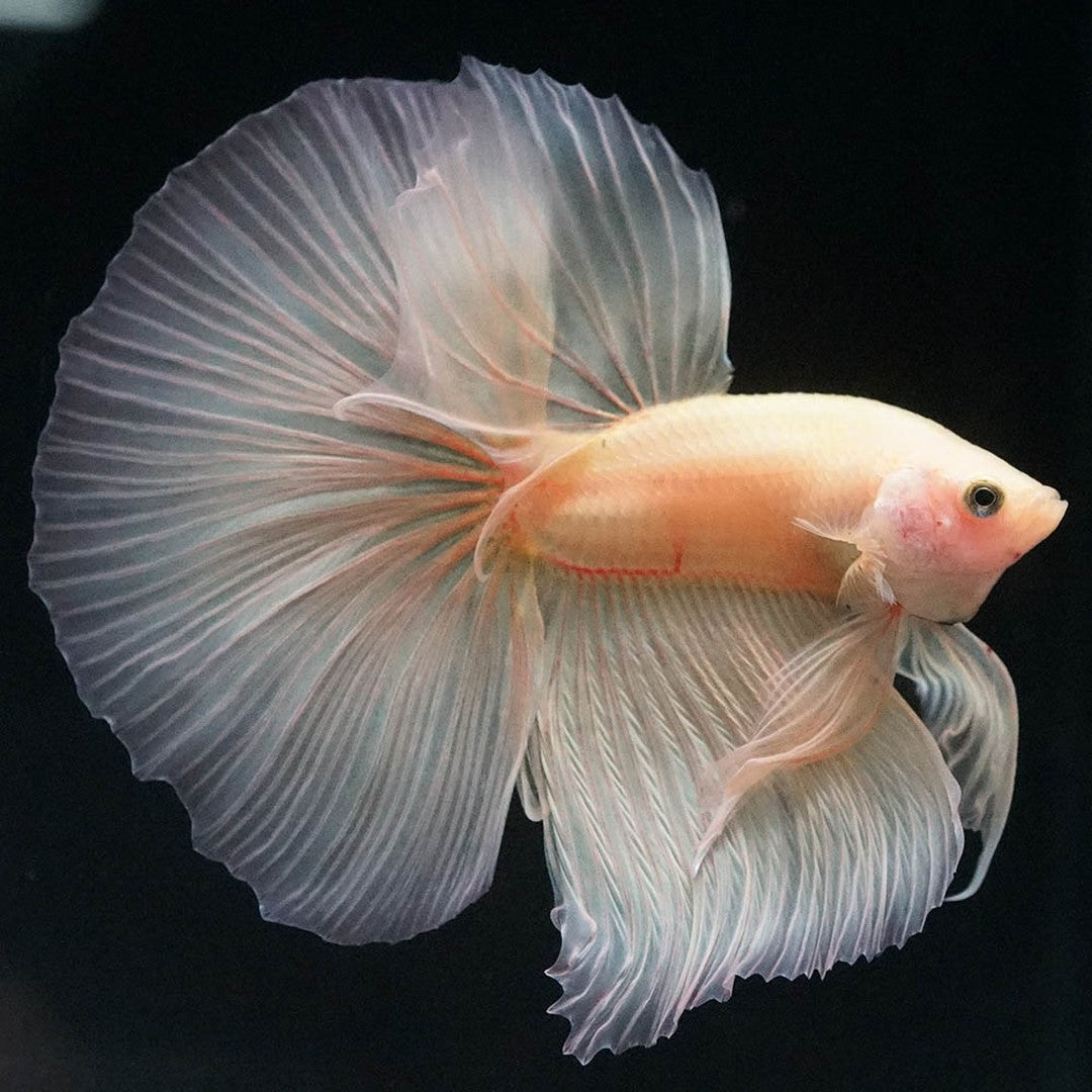 Betta splendens "Halfmoon Fancy Yellow" – Farbenfroher Kampffisch mit spektakulärer Musterung