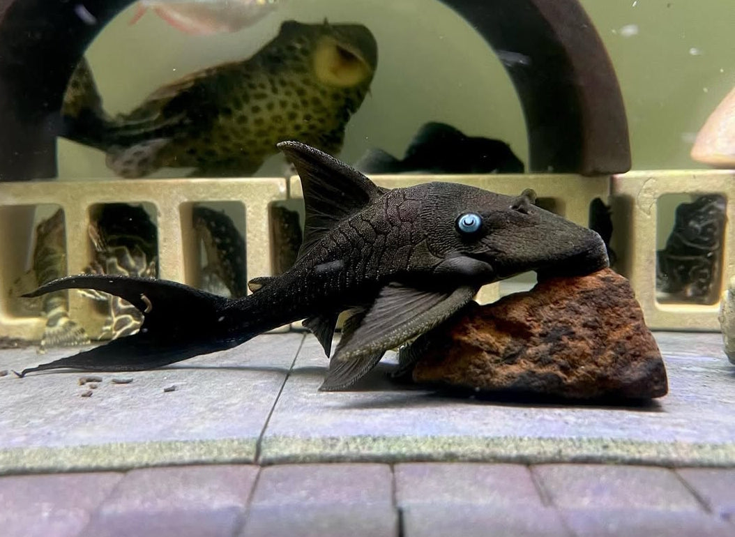 Blauaugen-Harnischwels – Panaque suttoni (Panaque suttonorum) 💙🐟  ca. 14-18 cm