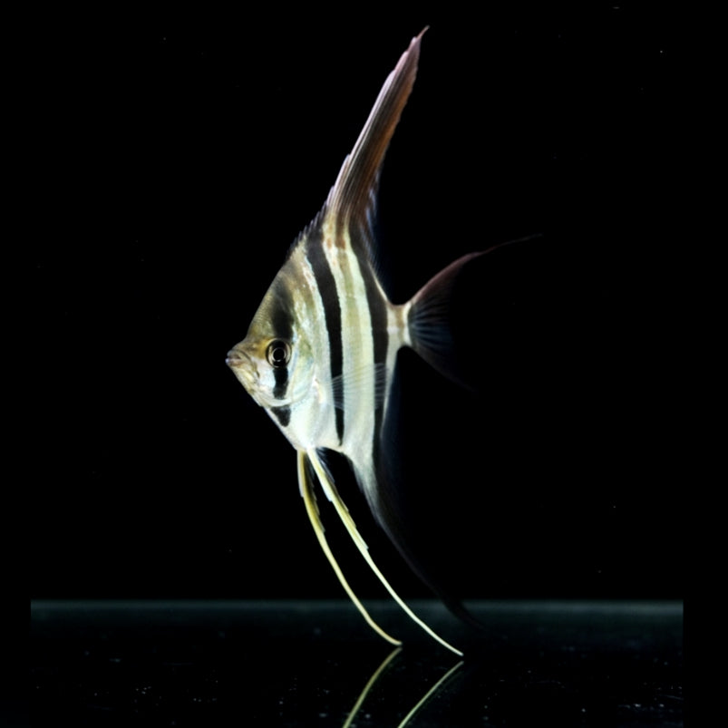 Hoher Skalar – Pterophyllum Altum 🐠✨