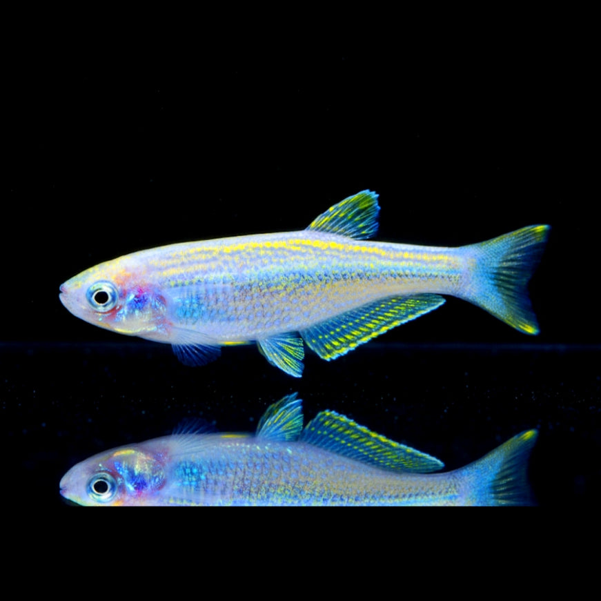 Tanganjikasee-Leuchtaugenfisch – Lamprichthys tanganicanus
