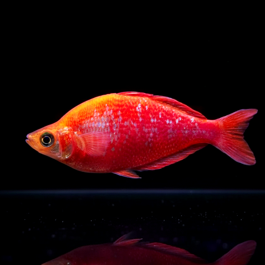 Lachsroter Regenbogenfisch – glossolepis incisus 🐟🔥