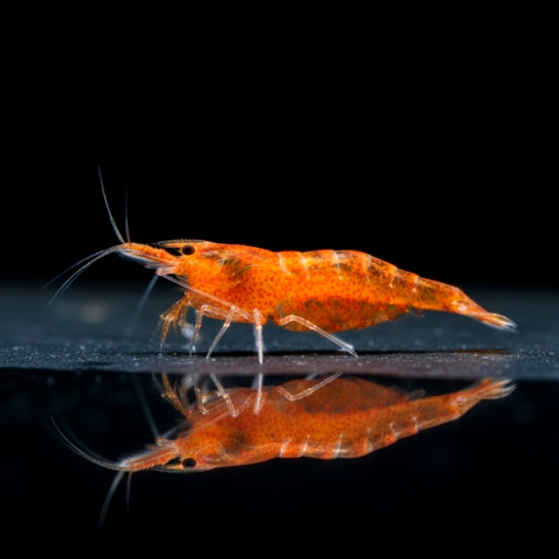 Caridina multidentata - Amanogarnele