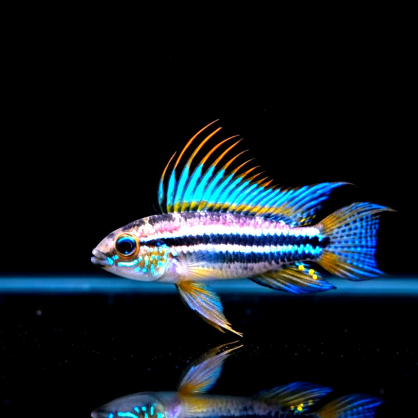 Apistogramma agassizii "Brazil" – Schönheit aus Südamerika