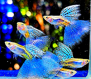 Hochzucht Guppy - Blue Grass