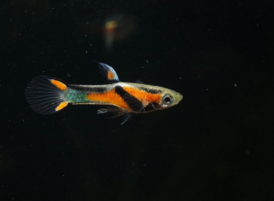 Endler Guppy - Naturform Guppys aus Liebevoller Zucht