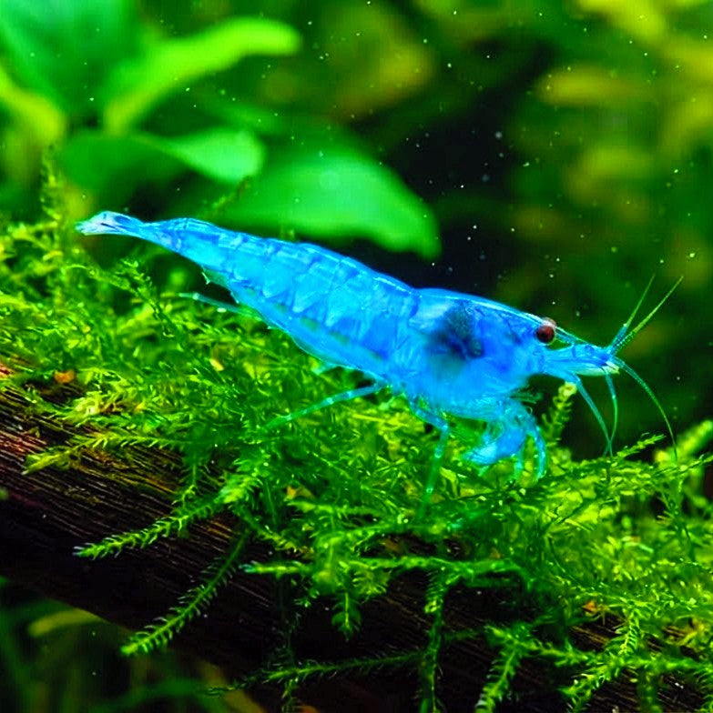 Neocaridina davidi – 🩵 Blue Jelly Garnelen