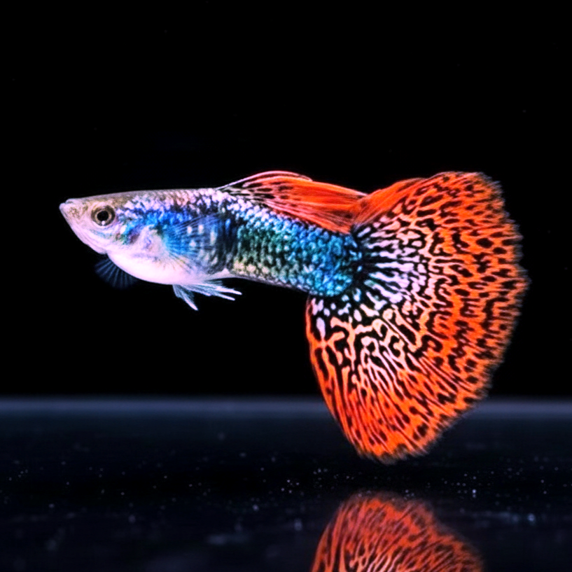 Hochzucht Guppy - Red Dragon