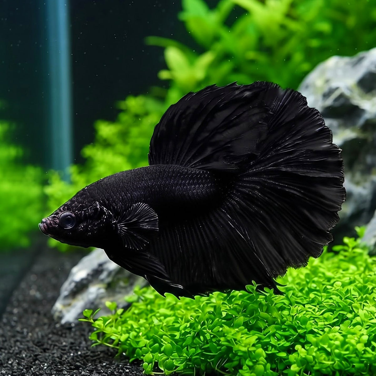 Kampffisch Super Black Betta splendens – Halfmoon