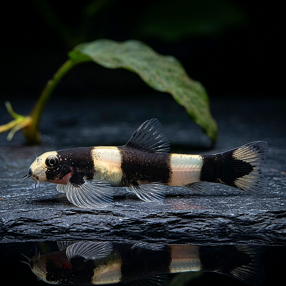 Pandaschmerle - Yaoshania pachychilus