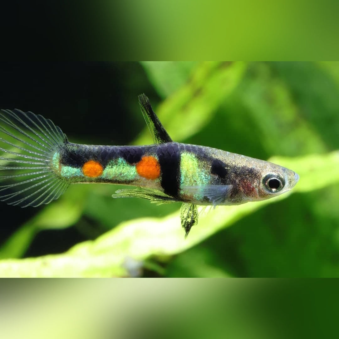 Poecilia wingei „El Tigre“ – Wildform 🐠🌿
