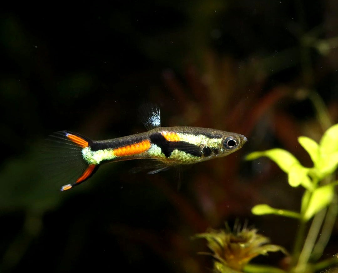 Endler Guppy - Naturform Guppys aus Liebevoller Zucht