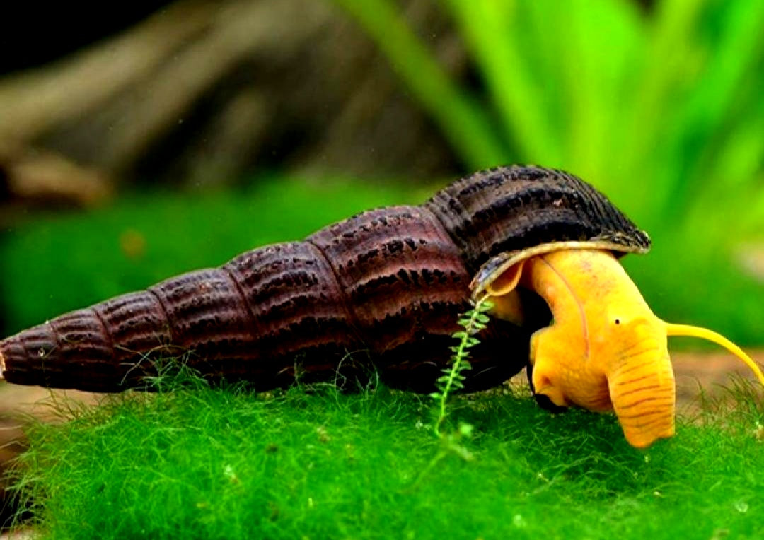 Orangene Felsenschnecke - Orange Tylomelania