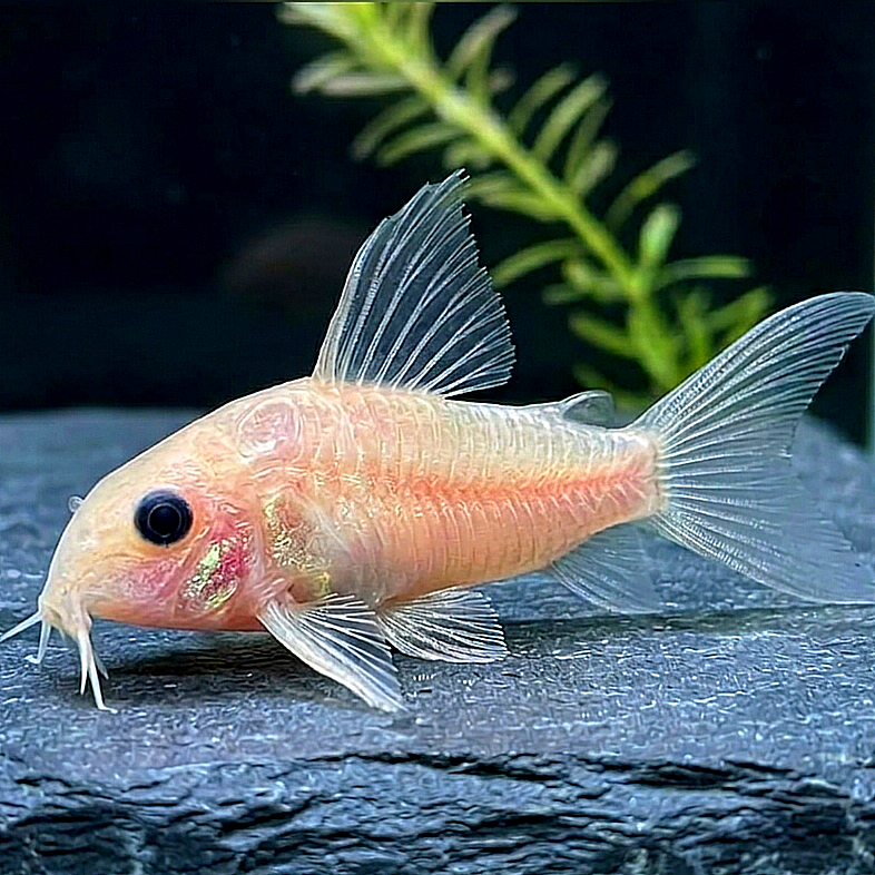 Corydoras Panda Gold