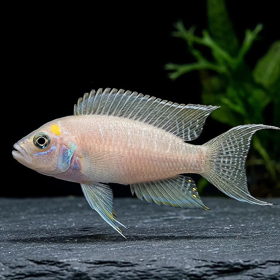 Neolamprologus brevis "Congo" – Der charmante Schneckenbuntbarsch aus dem Tanganjikasee AquaTimo