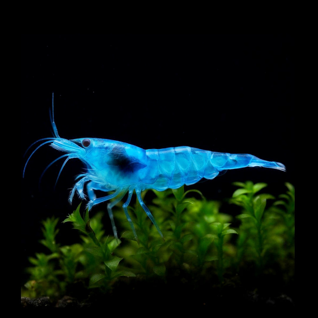 Neocaridina davidi -  Blue Jelly Garnelen