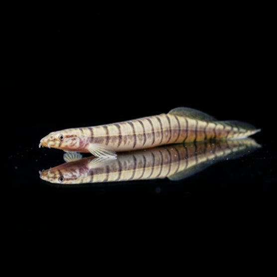 Zebra-Zwergstachelaal – Macrognathus zebrinus