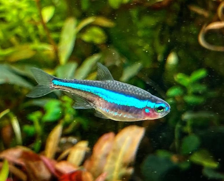 Blauer Neon – Paracheirodon simulans 🌈🐟