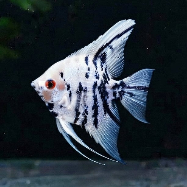 Skalar Marble - Pterophyllum scalare 🌿✨