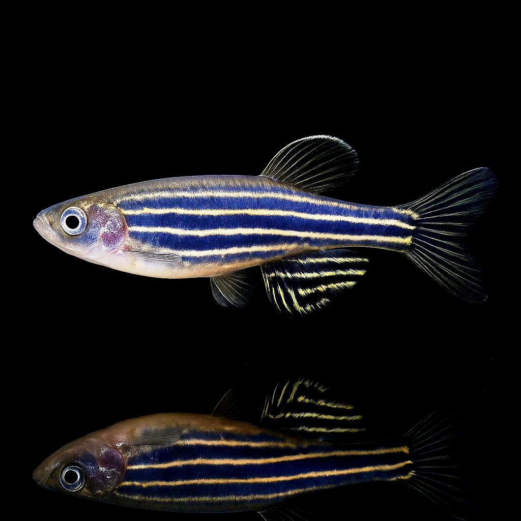 Zebrabärbling – Danio rerio 🐟⚡