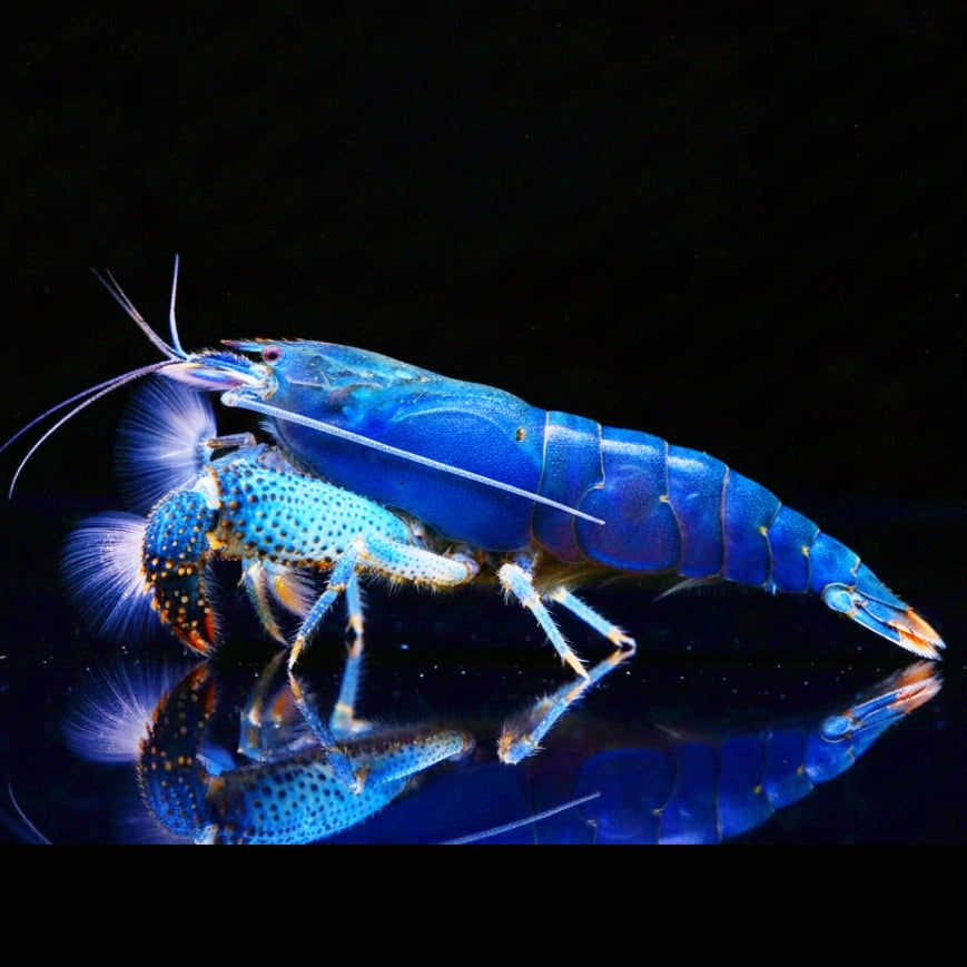 Blaue Gabunfächerhandgarnele - Monsterfächergarnele - Atya gabonensis