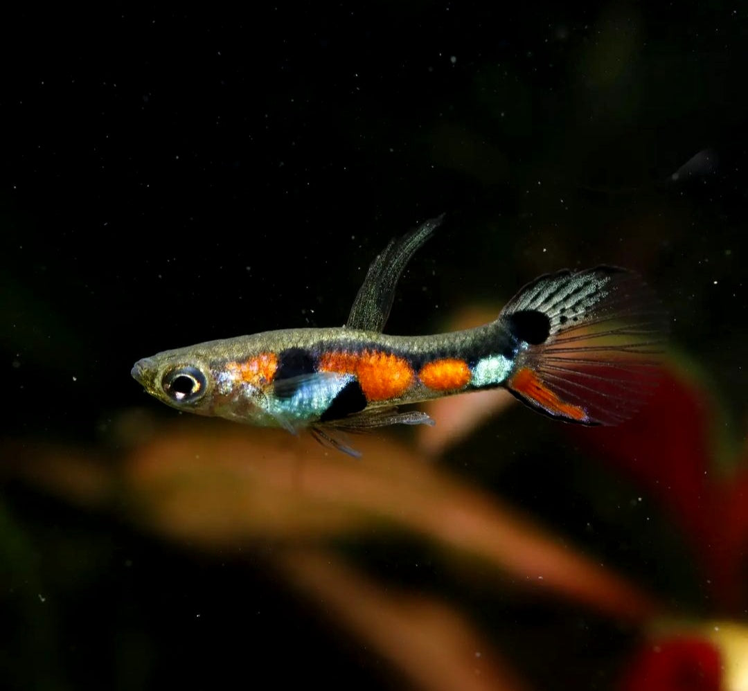 Endler Guppy - Naturform Guppys aus Liebevoller Zucht