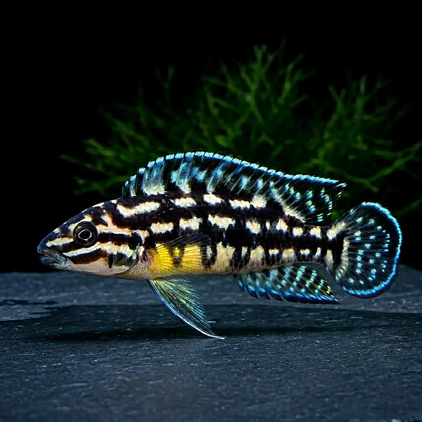 Julidochromis marlieri – Der gepunktete Felsenbewohner vom Tanganjikasee AquaTimo