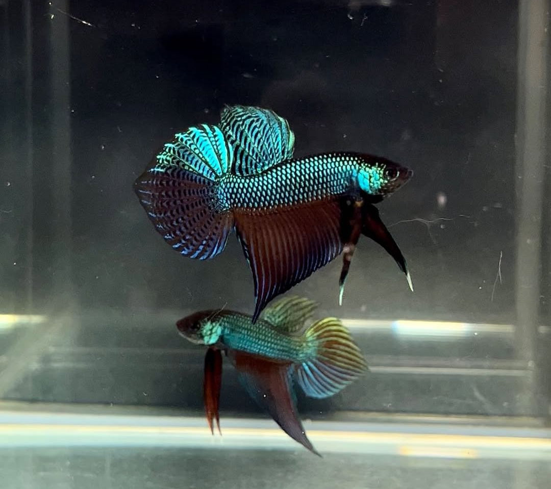 Smaragd-Kampffisch – Betta smaragdina 🐟💚