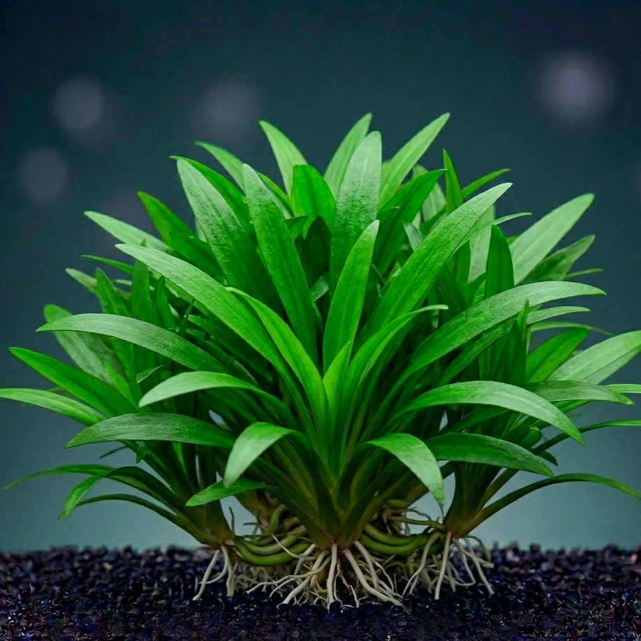 Cryptocoryne lucens / Dennerle-Plants