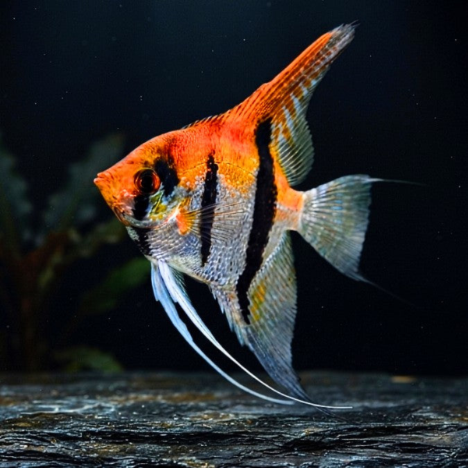 Koi-Skalar - Pterophyllum scalare 🌿✨