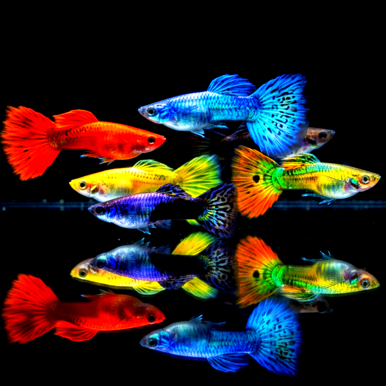 Hochzucht Guppy - MIX