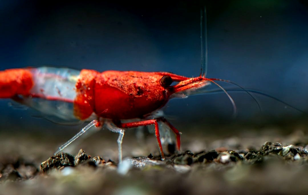 Red Rilli Garnelen - Neocaridina