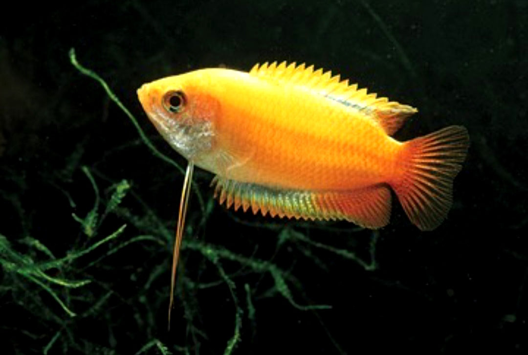 Honiggurami gold - Trichogaster (Colisa) chuna