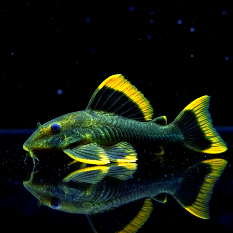 Moosgrüner Harnischwels L047 – Baryancistrus chrysolomus 'L047' 💚🐟