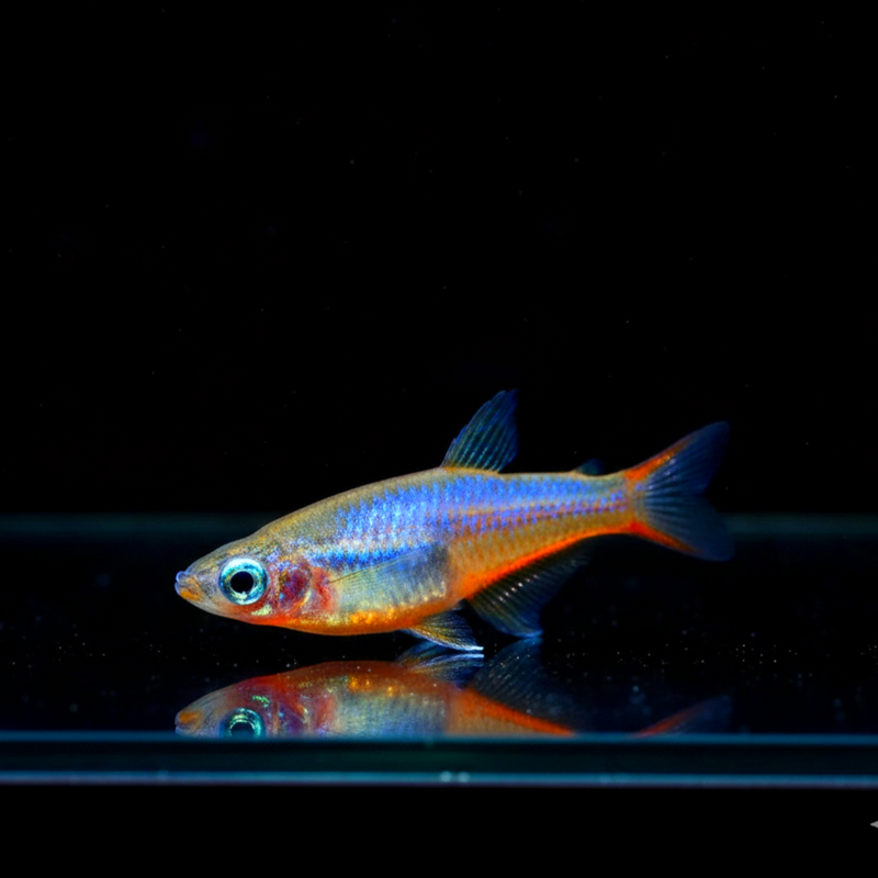 Neon Reisfisch - Oryzias woworae - aus liebevoller Zucht