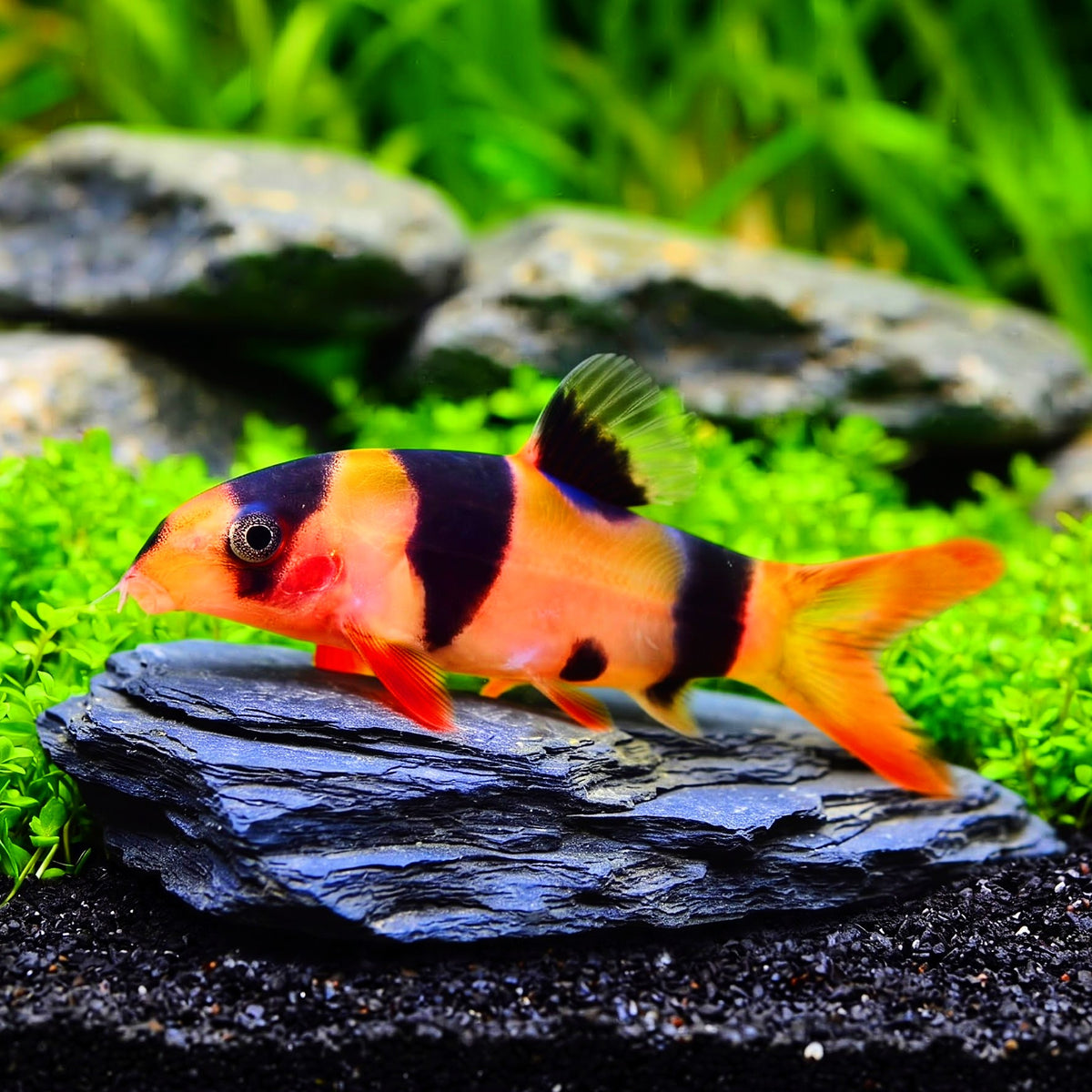 Prachtschmerle – Botia macracantha 🐠🎨