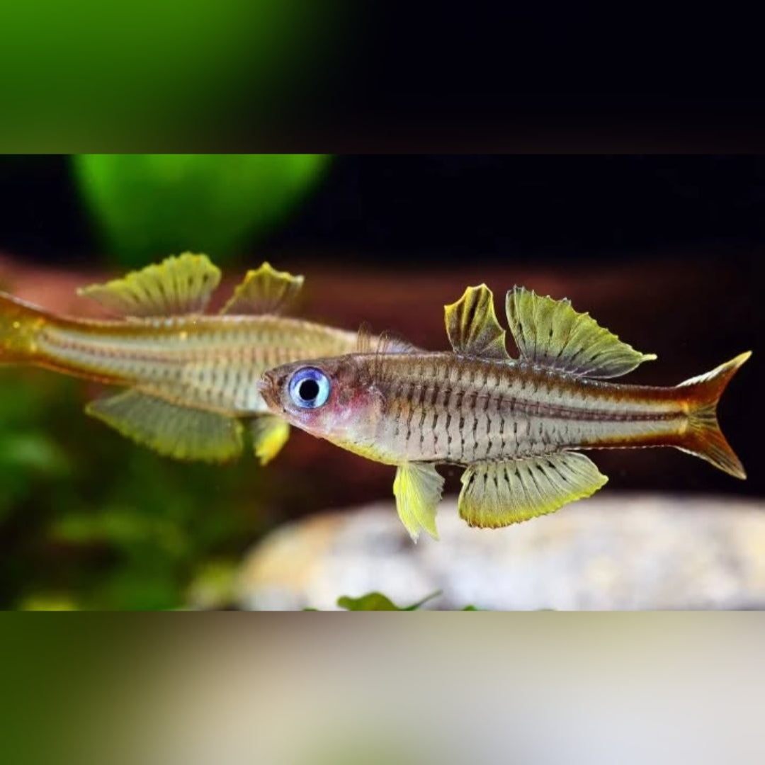 Ivantsoffs Blauauge – Pseudomugil ivantsoffi 💙✨
