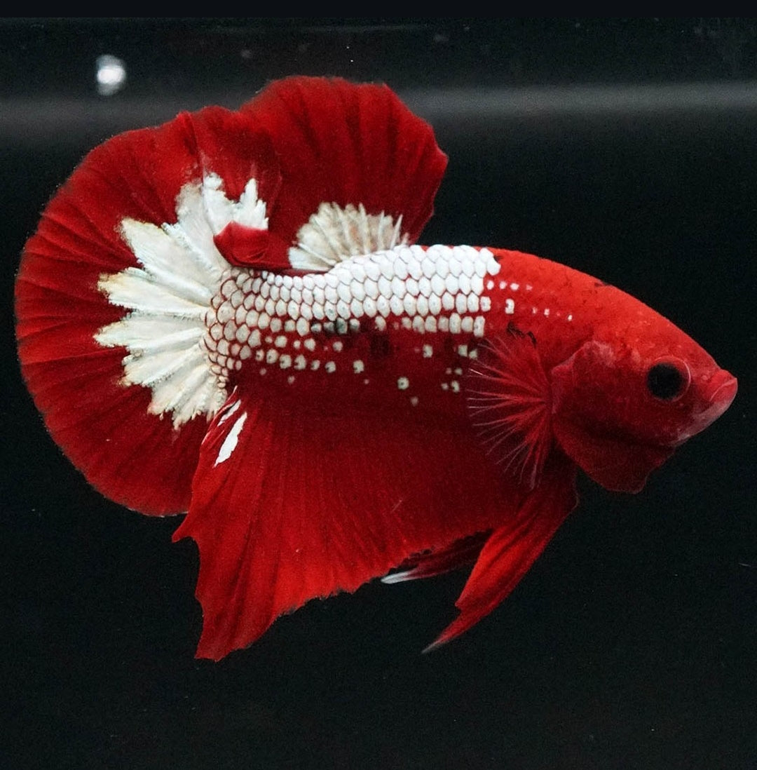 Betta splendens "Plakat Samurai Red" – Eleganter Kampffisch mit tiefroter Pracht