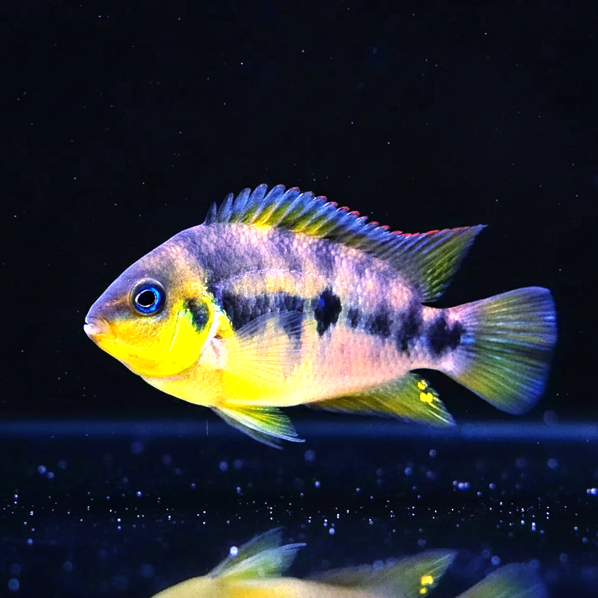 Archocentrus nanoluteus – Goldform - Goldbuntbarsch