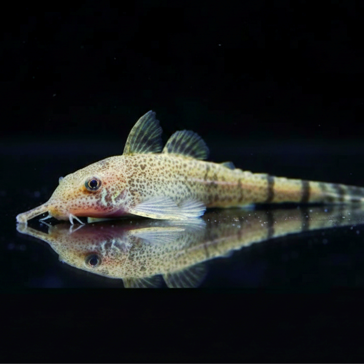 Pinocchio-Harnischwels – Hemiodontichthys acipenserinus 🐟👃🌿