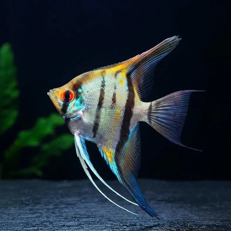 Peru-Altum-Skalar

Pterophyllum scalare „Peru“ 🌿🇵🇪 AquaTimo