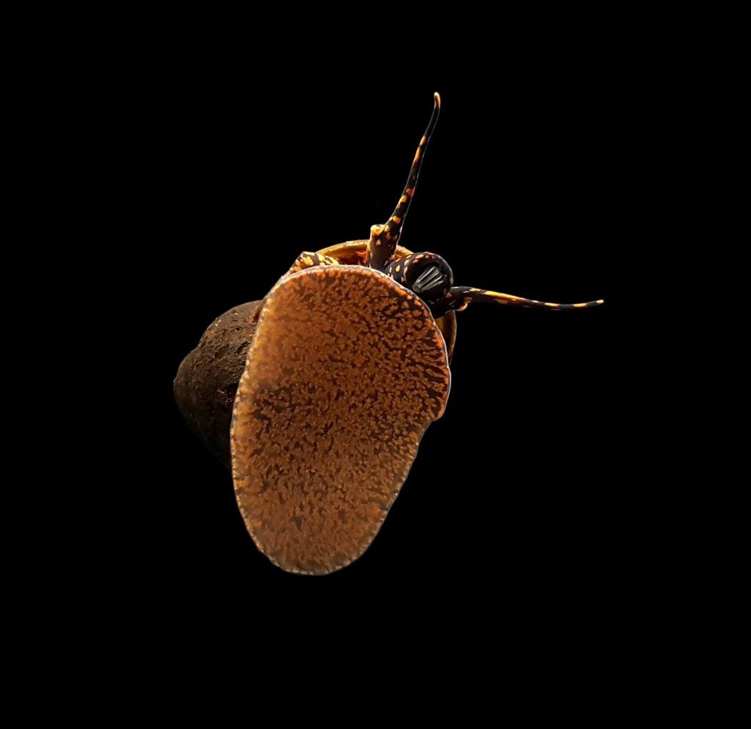 Blue Berry Snail - Notopala sp.