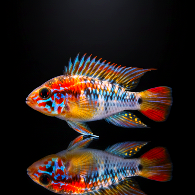 Apistogramma cf. hongsloi