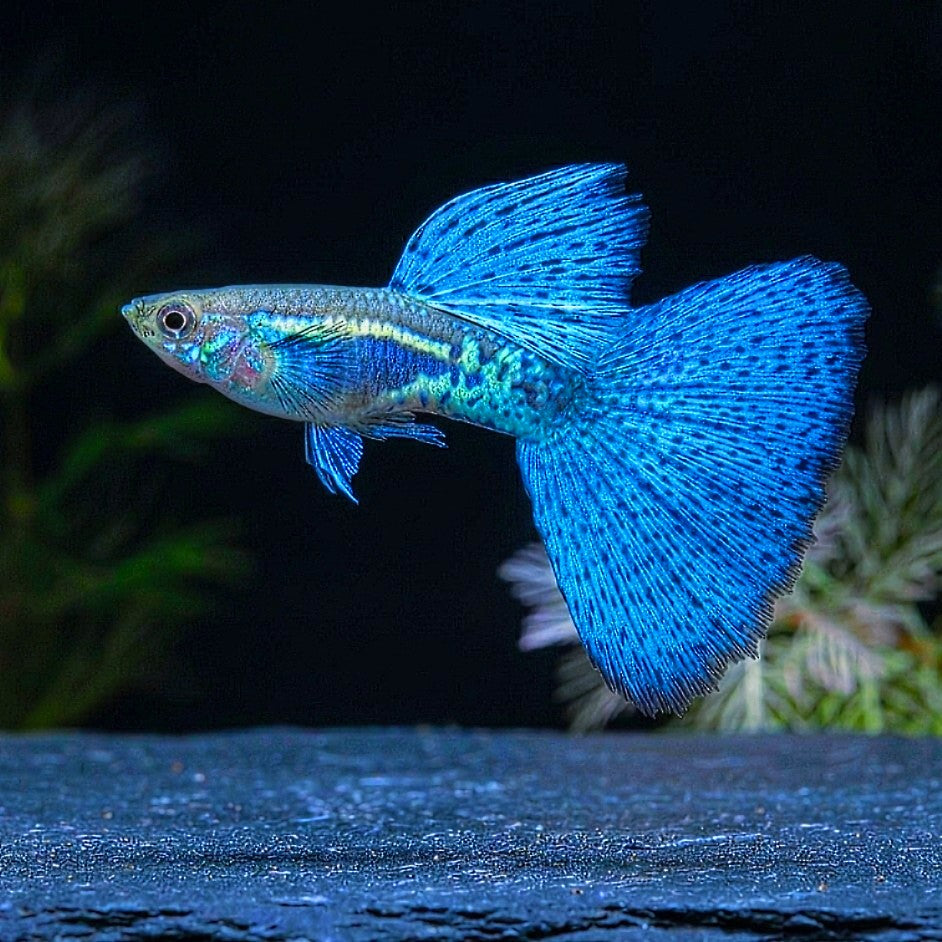 Hochzucht Guppy - 💙 Blue Grass