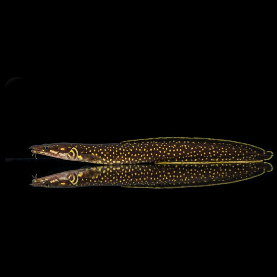 Weißsaum-Stachelaal – Mastacembelus unicolor