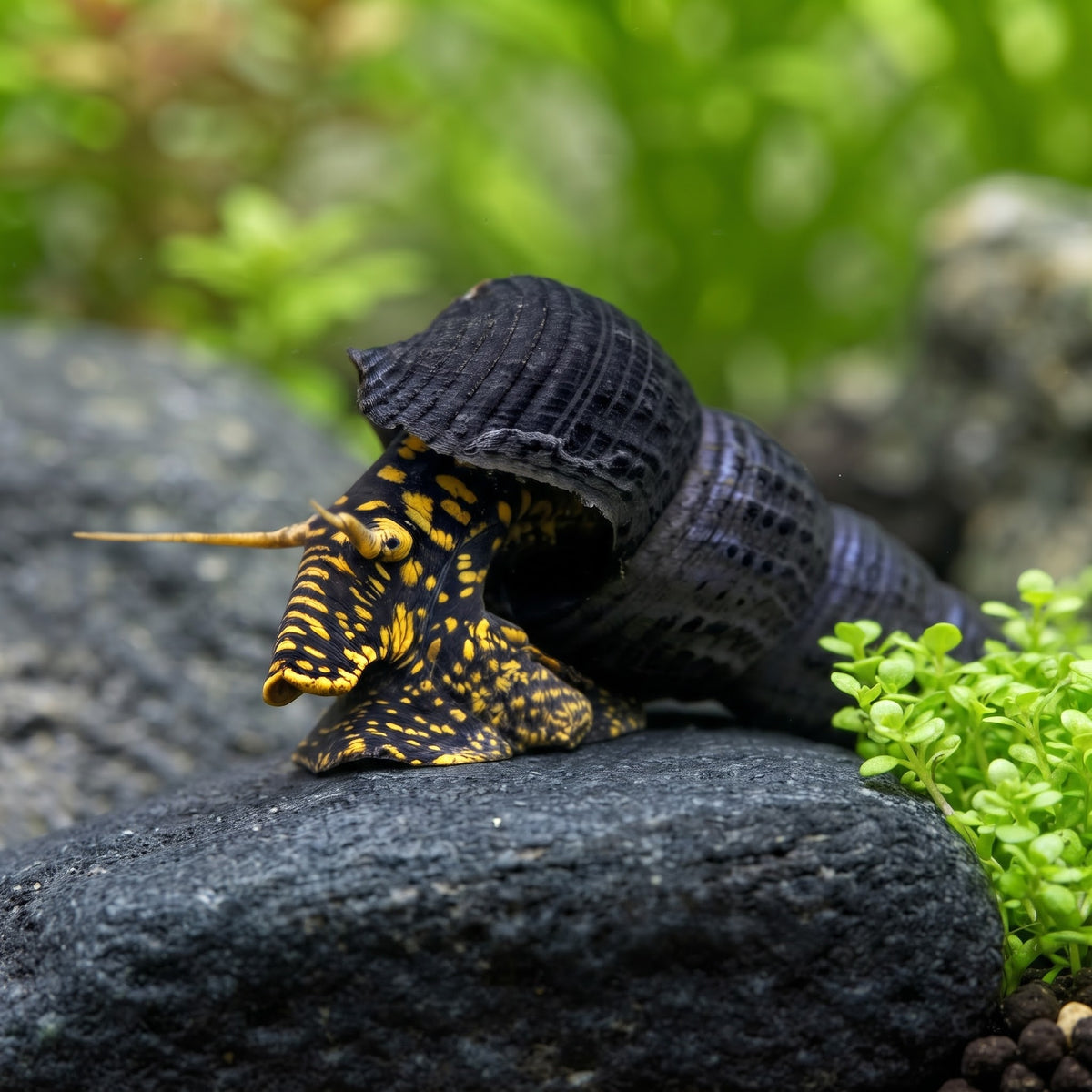 Tylomelania towutensis - 💛🖤  Goldpunkt-Pososchnecke