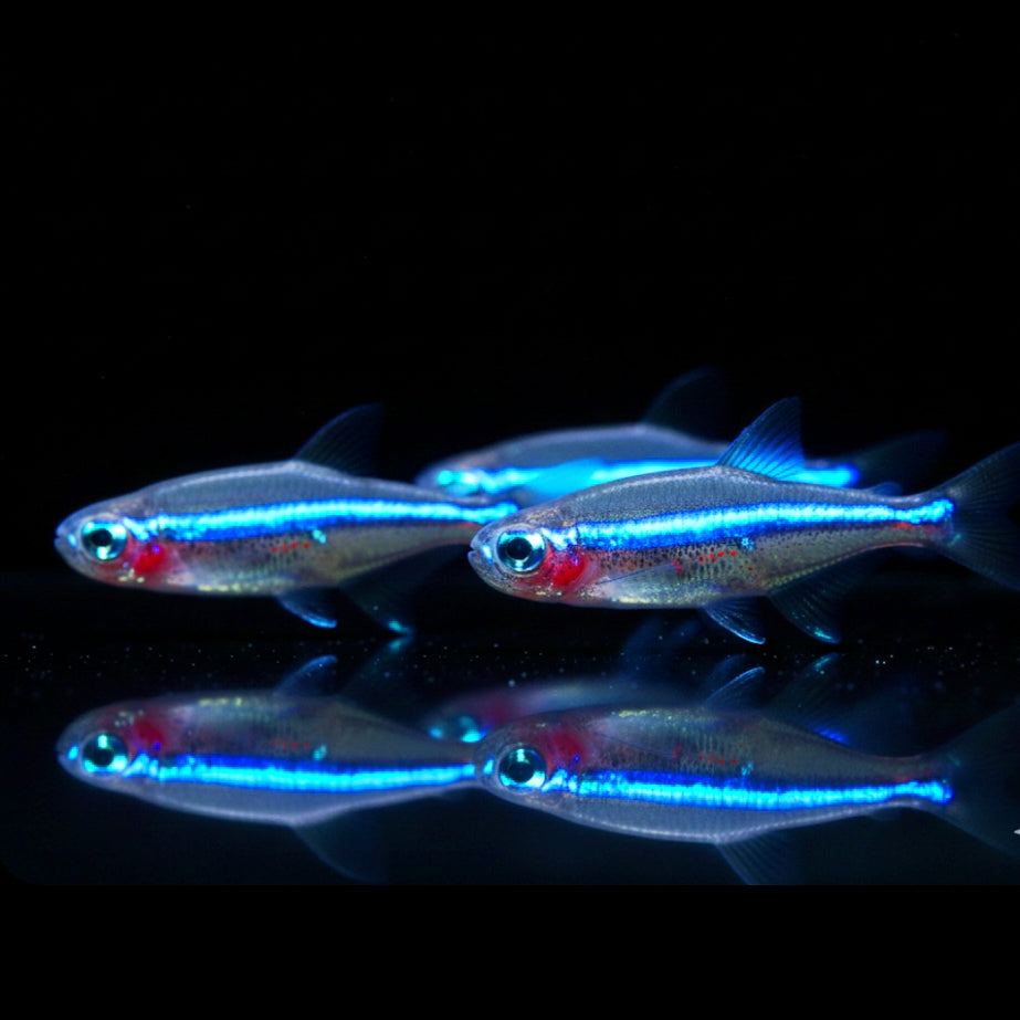 Blauer Neon – Paracheirodon simulans 🌈🐟